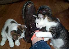 Chessie and Nosegay playing with Bootlaces