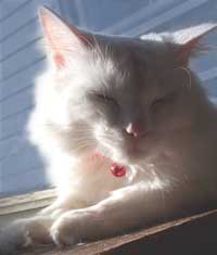 Sugarlips, the Turkish Van