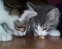 Snooples and Charlie eating snacks