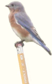 Eastern Bluebird