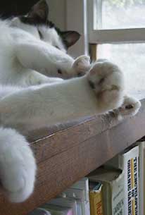 This is me sleeping on the book case!  Except Mom woke me up!