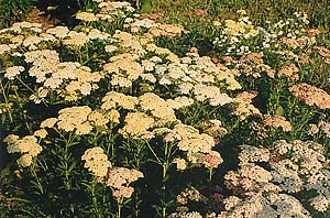 Achillea filipendula Mixed