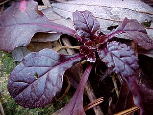 Ajuga reptans 'Purple Brocade'