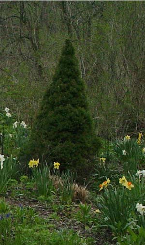 Picea glauca 'Conica'