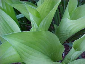 Hosta fortuneii 'Albo Picta'