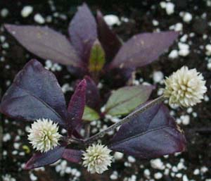 Alternanthera 'Gail's Choice'