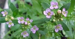 Alyssum saxatile 