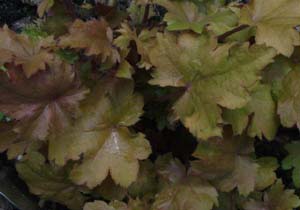 Heuchera 'Amber Waves'