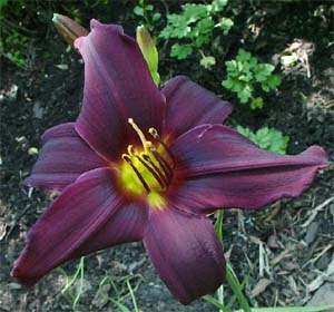 Hemerocallis 'American Revolution'