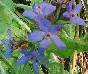 Anchusa capensis 'Blue Angel'