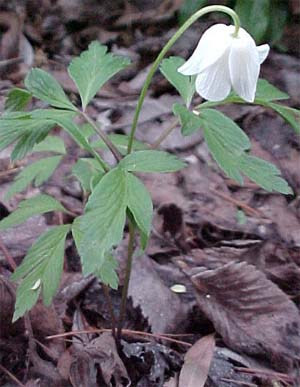 Anemone nemorosa 