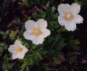 Anemone sylvestris (species)