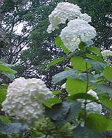 Hydrangea arborescens 'Annabelle'