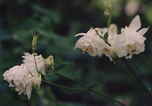 Aquilegia vulgaris, double form 