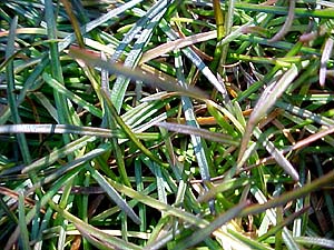 Armeria maritima (unknown)