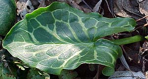 Arum italicum 