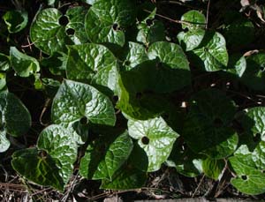 Asarum caulescens 