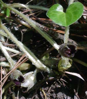 Asarum europaeum 