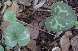 Asarum shuttleworthii 