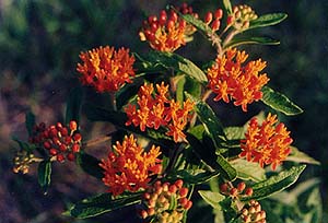 Asclepias tuberosa 