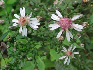 Aster divaricata (species)