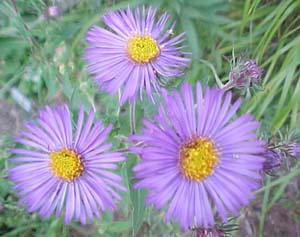 Aster x frikartii 'Monch'