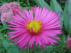 Aster novae-angliae 'Crimson Brocade'