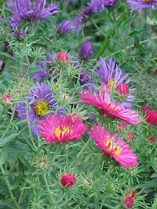 Aster novae-angliae 'Crimson Brocade'