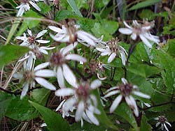 Aster lateriflorus 'Lady in Black'