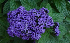 Heliotropium arborescens 'Atlantis'