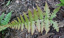 Dryopteris erythrosa 