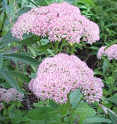 Sedum 'Autumn Joy'