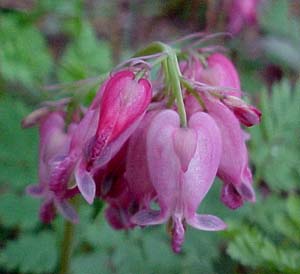 Dicentra formosana 'Bacchanal'