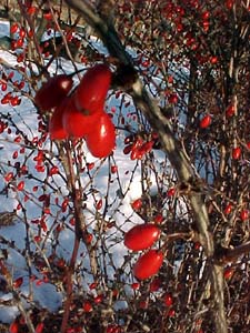 Berberis thunbergii 'Rose Glow'