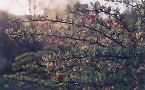 Berberis thunbergii 'Rose Glow'