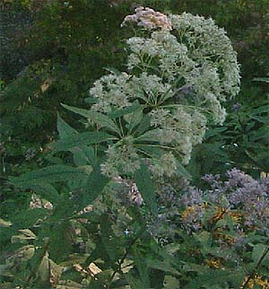 Eupatorium fistulosum 'Bartered Bride'