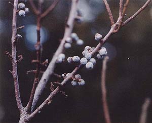 Myrica pennsylvanica 