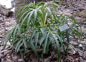 Helleborus foetidus 'Green Giant'