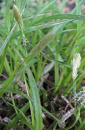 Carex 'The Beatles'