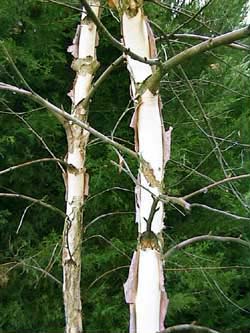 Betula nigra 'Heritage'