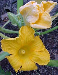 Cucurbita pepo 'Big Max'