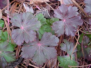 Geranium cantabrigiense 'Biokovo'