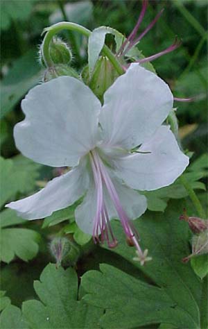 Geranium cantabrigiense 'Biokovo'