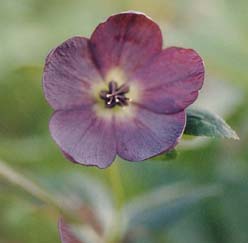 Helleborus hybridus syn orientalis 'Birkin's Blacks'