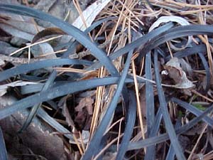 Ophiopogon planiscapus (species)