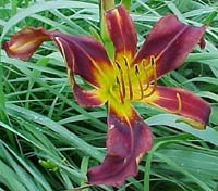 Hemerocallis 'Black Plush'