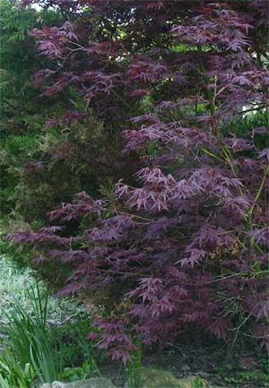 Acer japonicum 'Bloodgood'