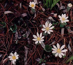 Sanguinaria canadensis (species)