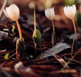 Sanguinaria canadensis (species)