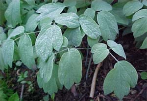 Caulophyllum thalictroides 